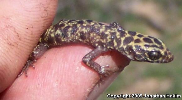 Granite Night Lizard (Xantusia henshawi)