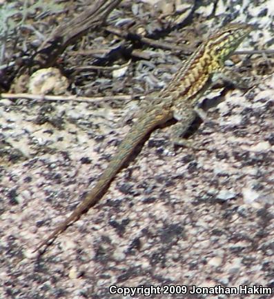 Western Side-blotched Lizard (Uta stansburiana elegans)