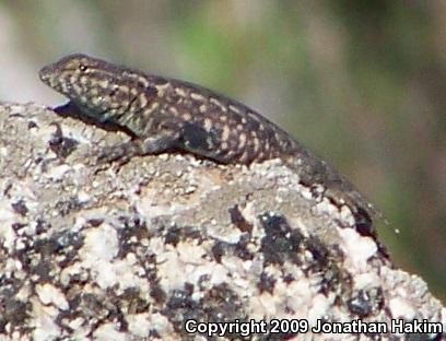 Western Side-blotched Lizard (Uta stansburiana elegans)