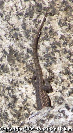 Western Side-blotched Lizard (Uta stansburiana elegans)