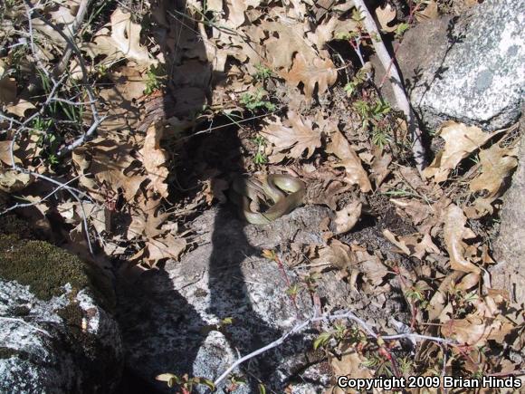 Western Yellow-bellied Racer (Coluber constrictor mormon)