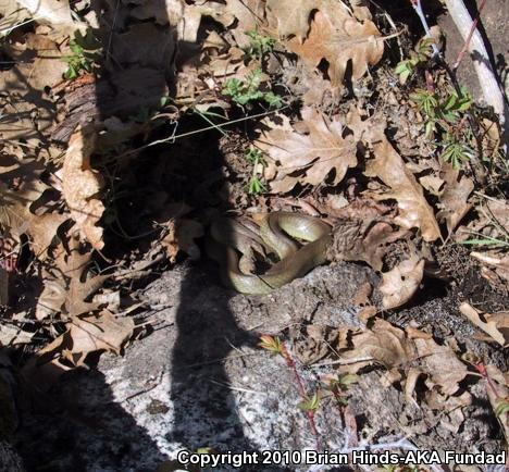 Western Yellow-bellied Racer (Coluber constrictor mormon)