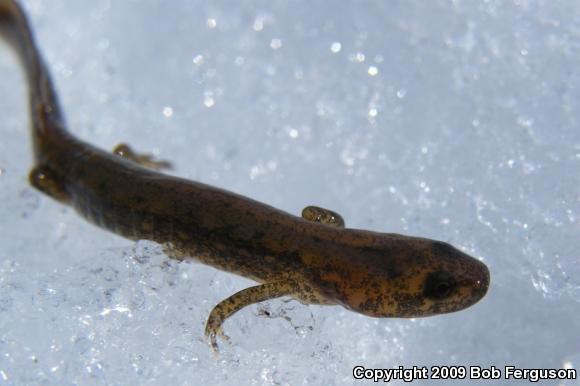 Northern Two-lined Salamander (Eurycea bislineata)