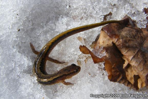 Northern Two-lined Salamander (Eurycea bislineata)