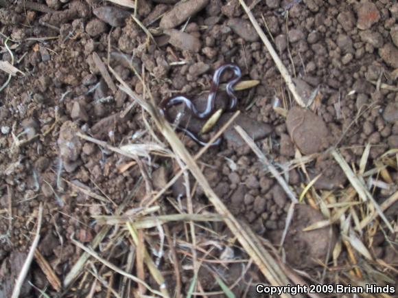 Brahminy Blindsnake (Ramphotyphlops braminus)