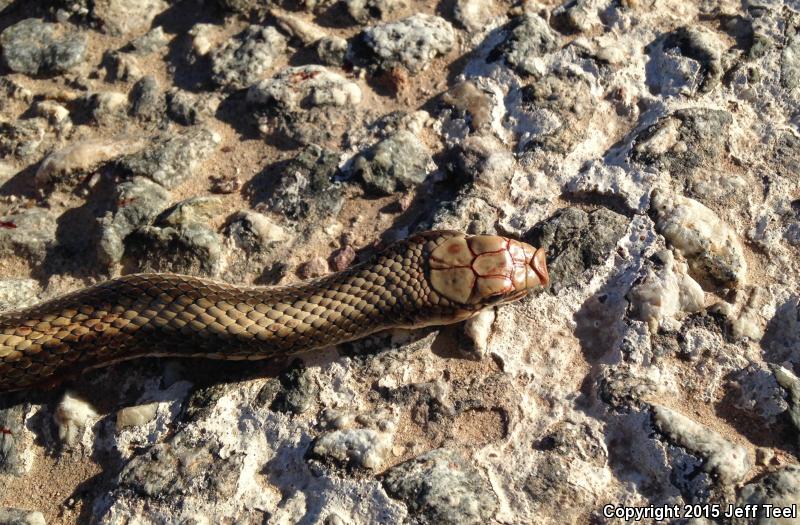 Desert Patch-nosed Snake (Salvadora hexalepis hexalepis)