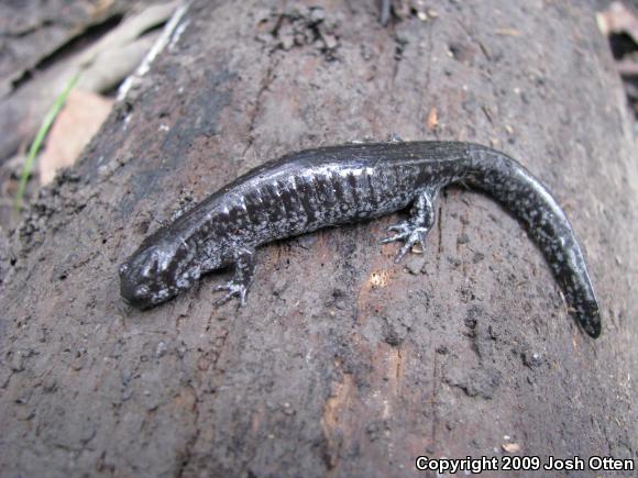 Small-mouthed Salamander (Ambystoma texanum)