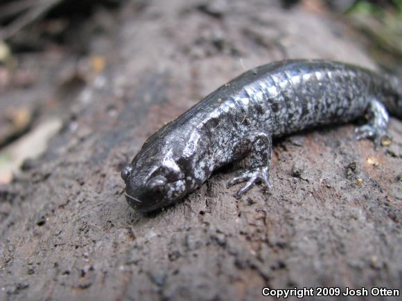 Small-mouthed Salamander (Ambystoma texanum)