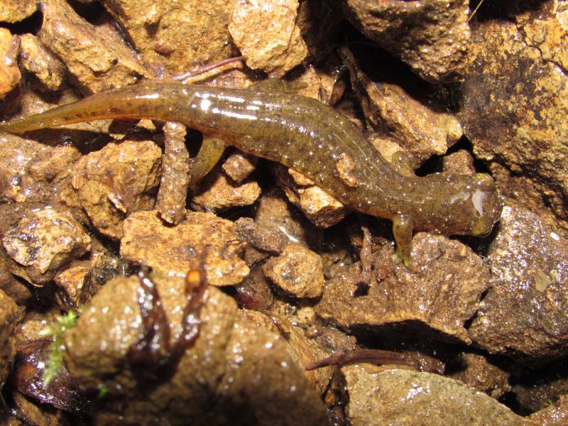 Southern Torrent Salamander (Rhyacotriton variegatus)