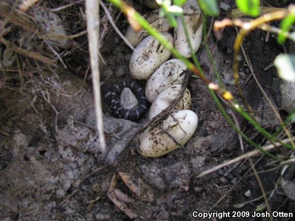 Milksnake (Lampropeltis triangulum)