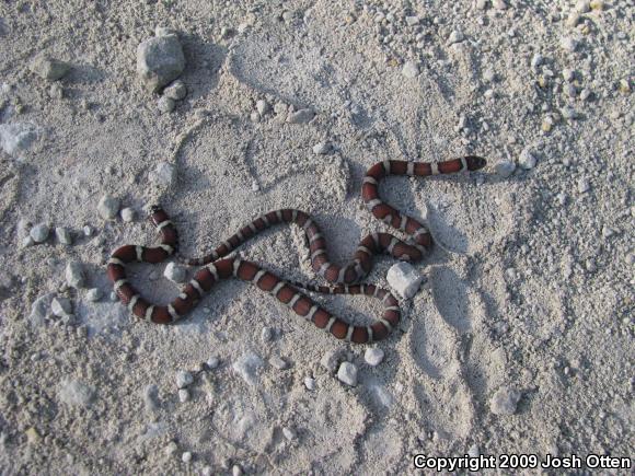 Milksnake (Lampropeltis triangulum)