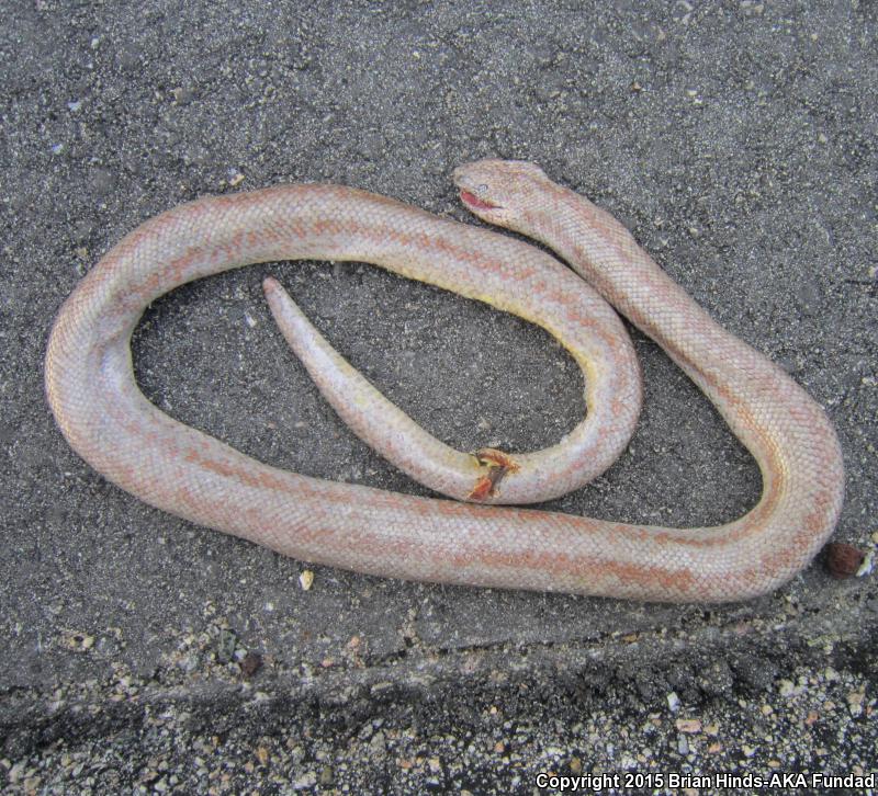 Coastal Rosy Boa (Lichanura trivirgata roseofusca)