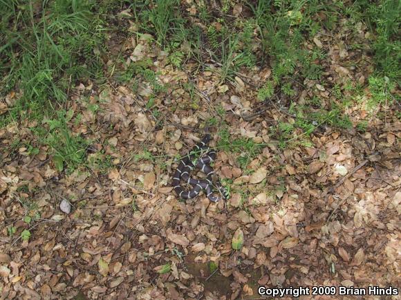 California Kingsnake (Lampropeltis getula californiae)