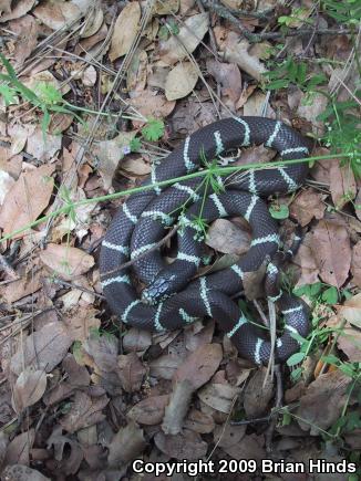 California Kingsnake (Lampropeltis getula californiae)