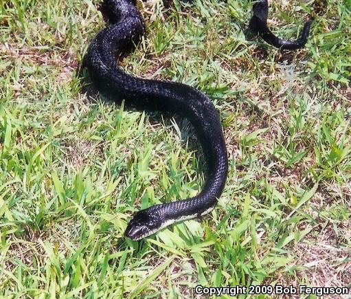 Black Ratsnake (Pantherophis obsoletus obsoletus)