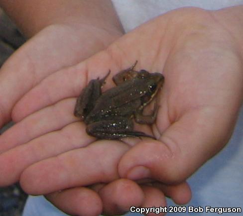 Wood Frog (Lithobates sylvaticus)