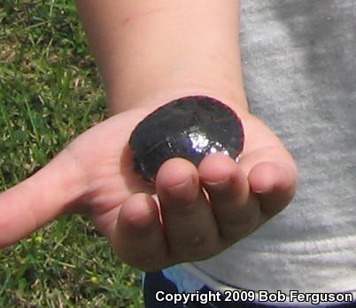 Midland Painted Turtle (Chrysemys picta marginata)