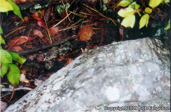 Queensnake (Regina septemvittata)