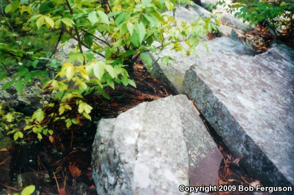 Northern  Copperhead (Agkistrodon contortrix mokasen)