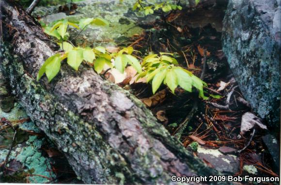 Northern  Copperhead (Agkistrodon contortrix mokasen)