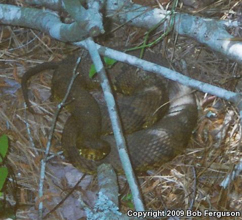 Eastern Cottonmouth (Agkistrodon piscivorus piscivorus)