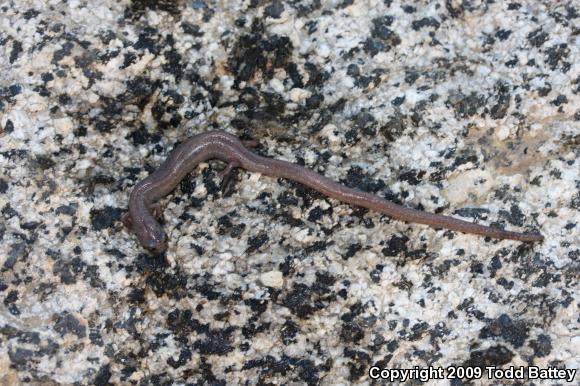 Garden Slender Salamander (Batrachoseps major major)