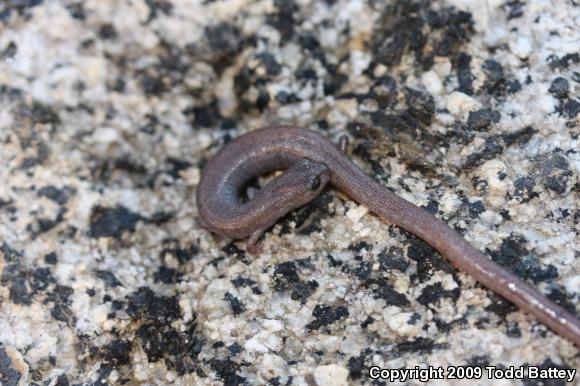 Garden Slender Salamander (Batrachoseps major major)