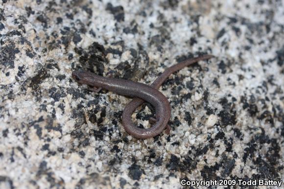 Garden Slender Salamander (Batrachoseps major major)