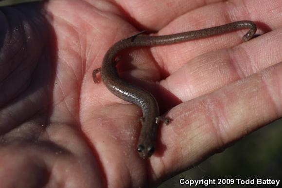 Garden Slender Salamander (Batrachoseps major major)