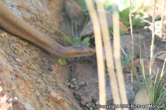 Coastal Rosy Boa (Lichanura trivirgata roseofusca)