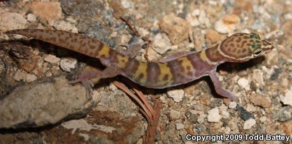 Desert Banded Gecko (Coleonyx variegatus variegatus)