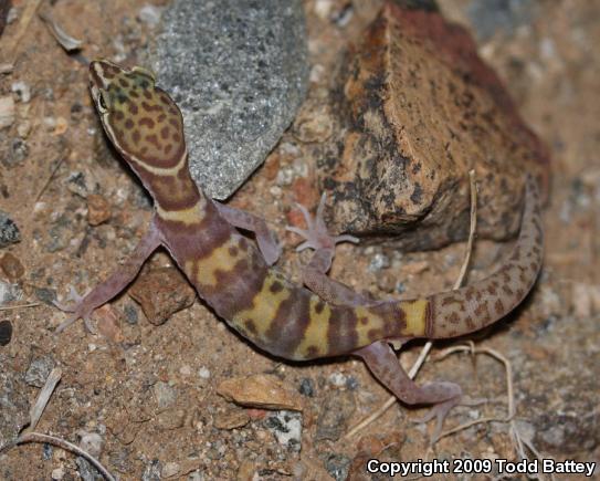 Desert Banded Gecko (Coleonyx variegatus variegatus)