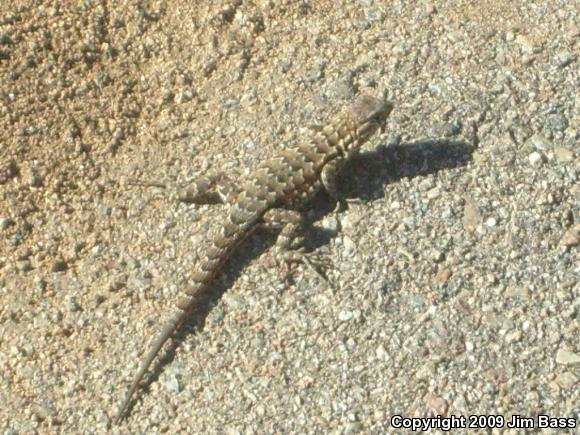 Great Basin Fence Lizard (Sceloporus occidentalis longipes)