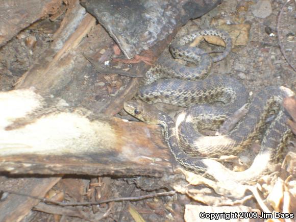 San Diego Gopher Snake (Pituophis catenifer annectens)