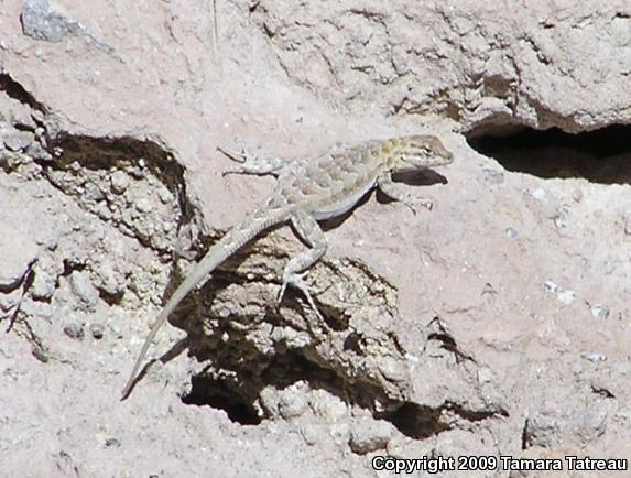 Common Side-blotched Lizard (Uta stansburiana)