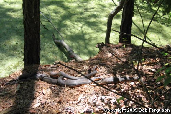 Red-bellied Watersnake (Nerodia erythrogaster erythrogaster)