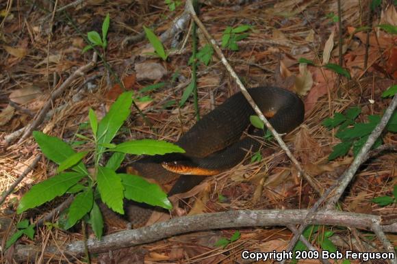 Red-bellied Watersnake (Nerodia erythrogaster erythrogaster)