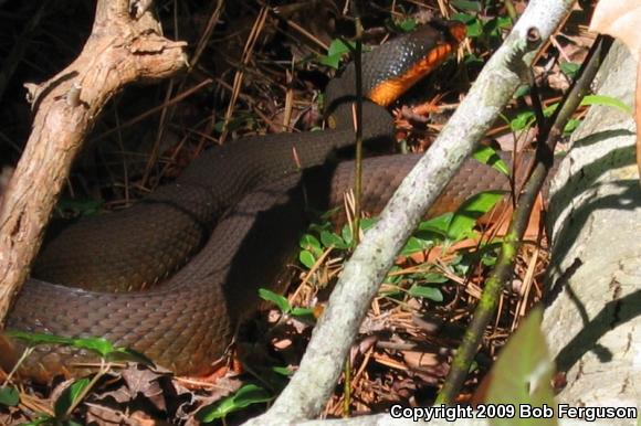 Red-bellied Watersnake (Nerodia erythrogaster erythrogaster)