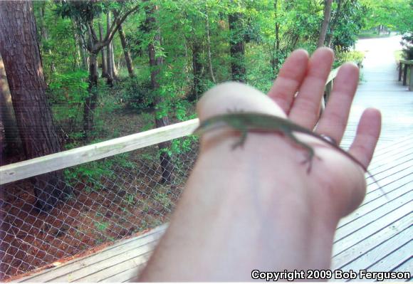 Green Anole (Anolis carolinensis)