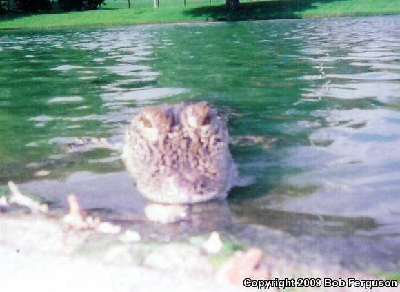 American Alligator (Alligator mississippiensis)