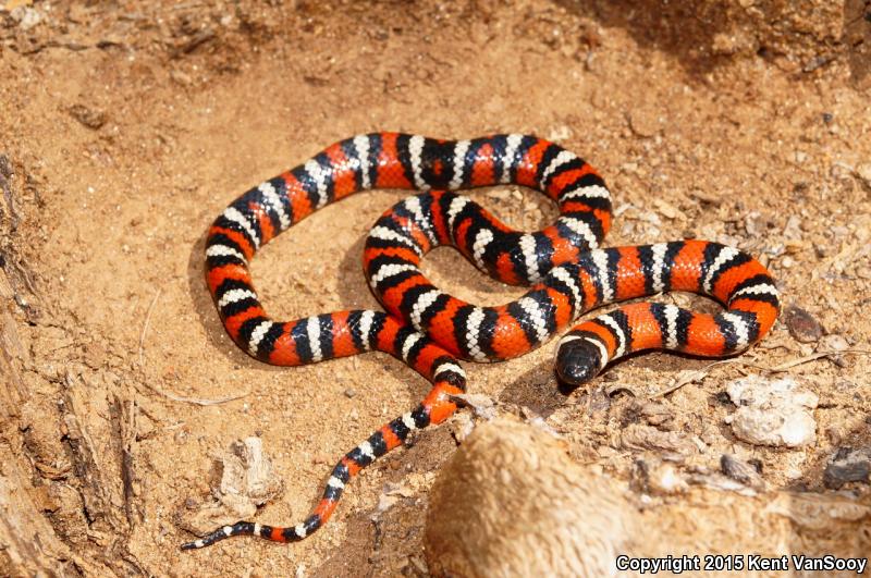 San Diego Mountain Kingsnake (Lampropeltis zonata pulchra)