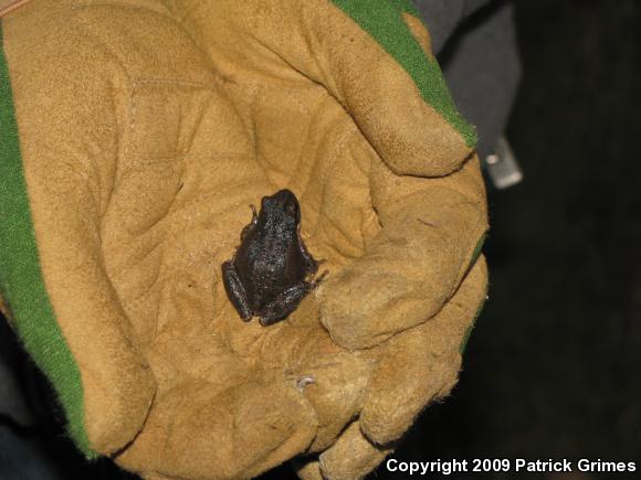 Northern Pacific Treefrog (Pseudacris regilla)