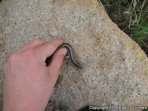 Western Skink (Plestiodon skiltonianus skiltonianus)