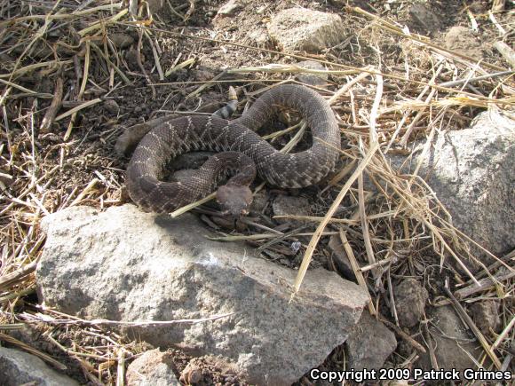 Red Diamond Rattlesnake (Crotalus ruber ruber)