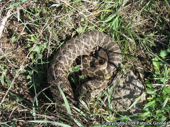 Southern Pacific Rattlesnake (Crotalus oreganus helleri)