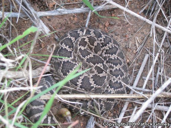 Southern Pacific Rattlesnake (Crotalus oreganus helleri)