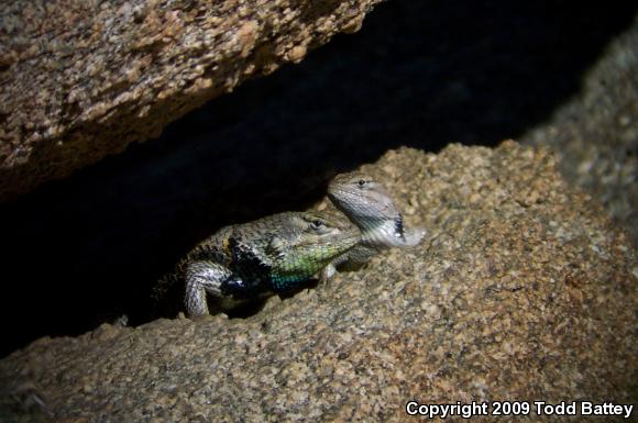 Yellow-backed Spiny Lizard (Sceloporus uniformis)