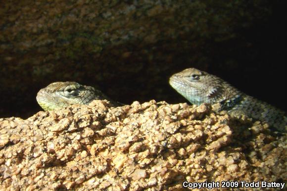 Yellow-backed Spiny Lizard (Sceloporus uniformis)