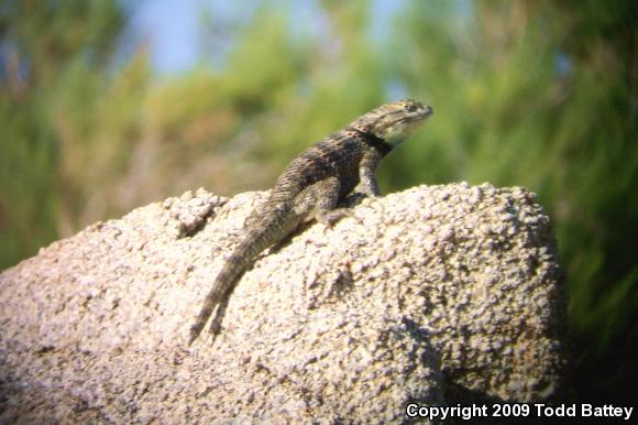 Yellow-backed Spiny Lizard (Sceloporus uniformis)