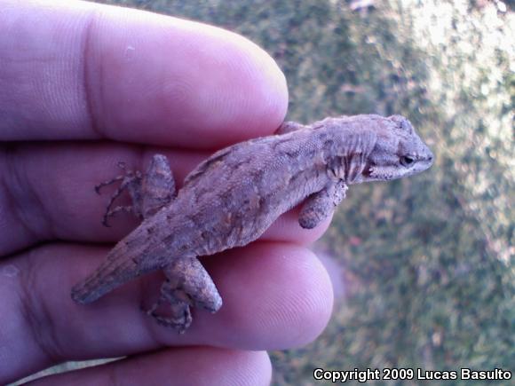 Western Long-tailed Brush Lizard (Urosaurus graciosus graciosus)